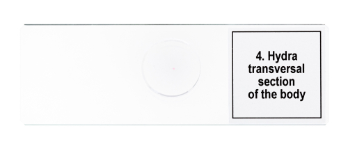 Набор микропрепаратов Levenhuk Discovery Prof DPS 5. «Жизнь в капле воды»