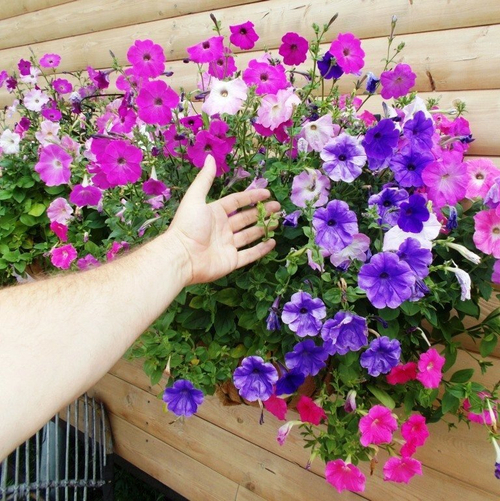 Викторианская Полуампельная Петуния Смесь Окрасок  - Petunia English Victorian