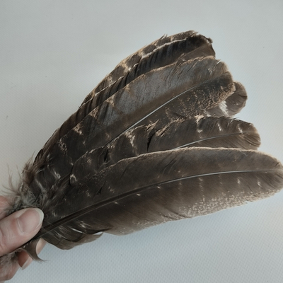 Перо натуральное 20 - 25 см. 2 сорт