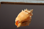 Ракушка Стромбус Пужилис (Strombus pugilis)