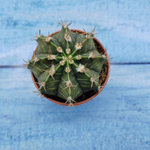 Gymnocalycium Friedrichii (Гимнокалициум)
