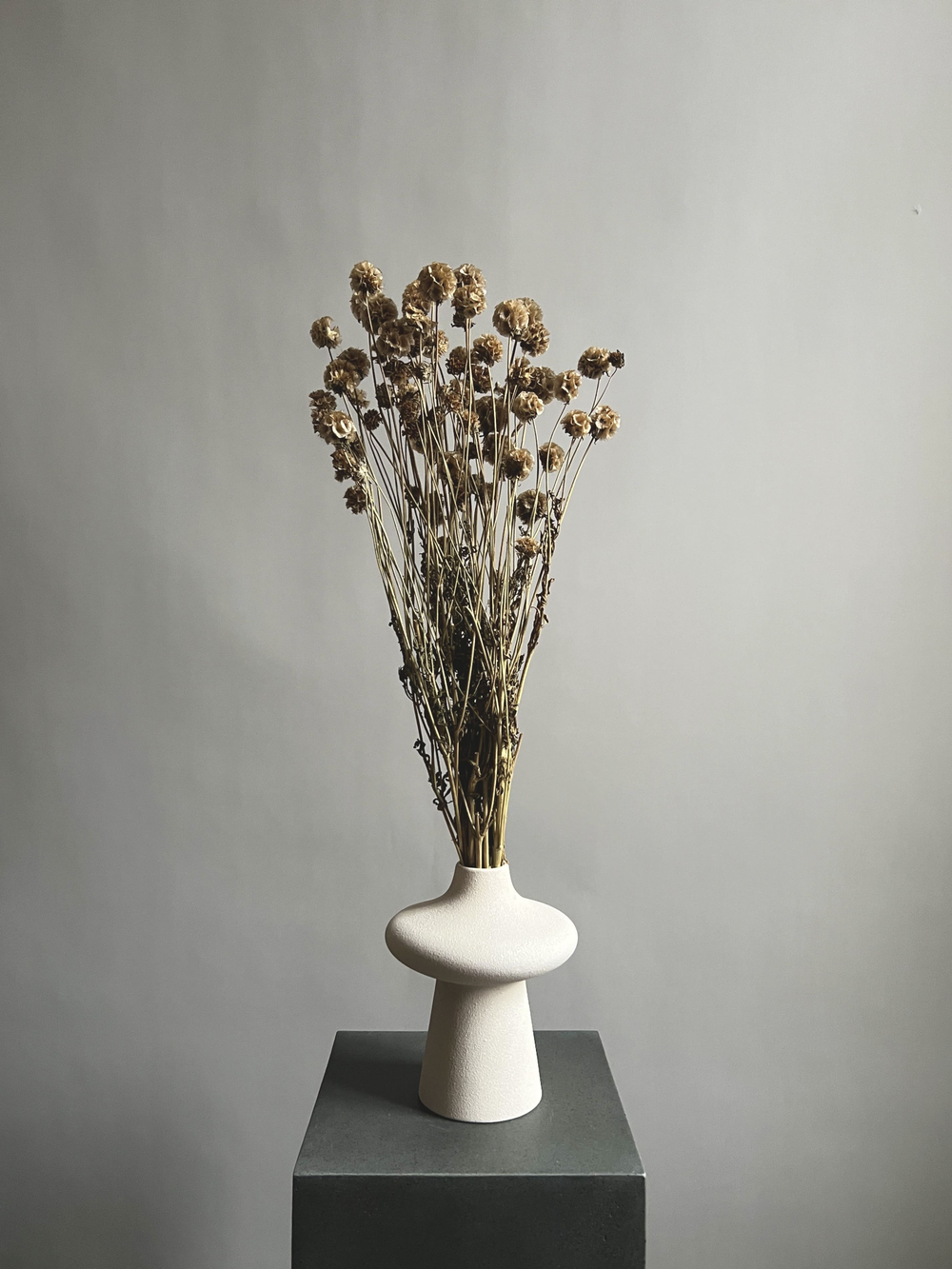 Скабиоза кустовая натуральная