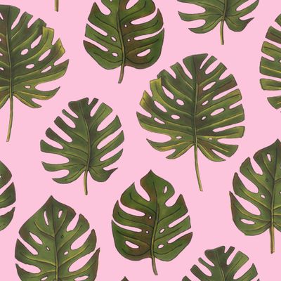 Листья монстеры на тепло-розовом фоне