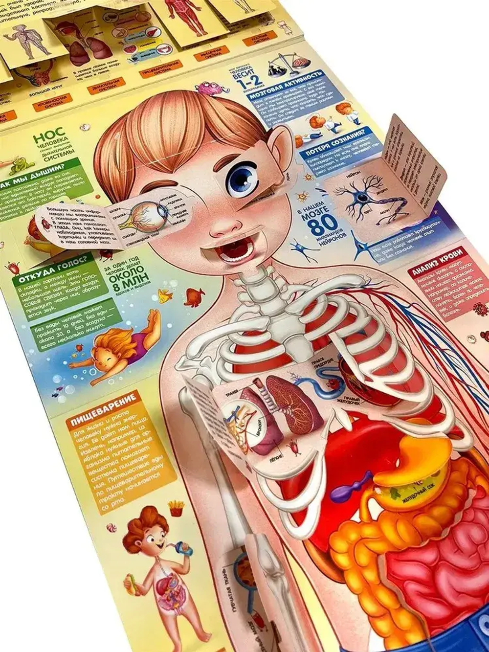 Плакат с окошками