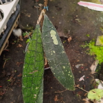 Хойя CLEMENSIORUM ALLIGATOR