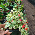 Эуфорбия Миля VARIEGATED HEART