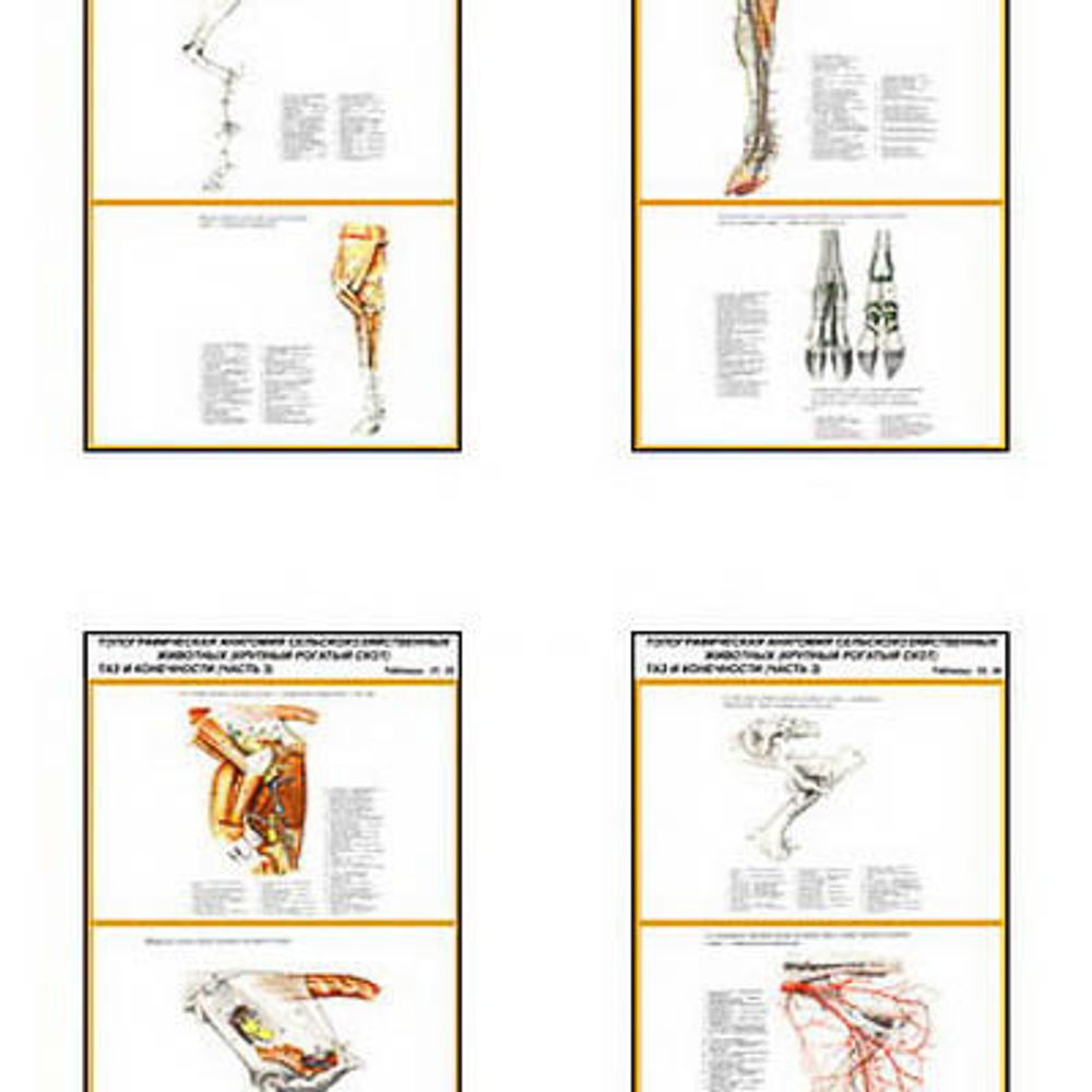Плакаты ПРОФТЕХ &quot;Топограф. анатомия. Круп. рог. скот. Таз и конеч.&quot; (28 пл, винил, 70х100)