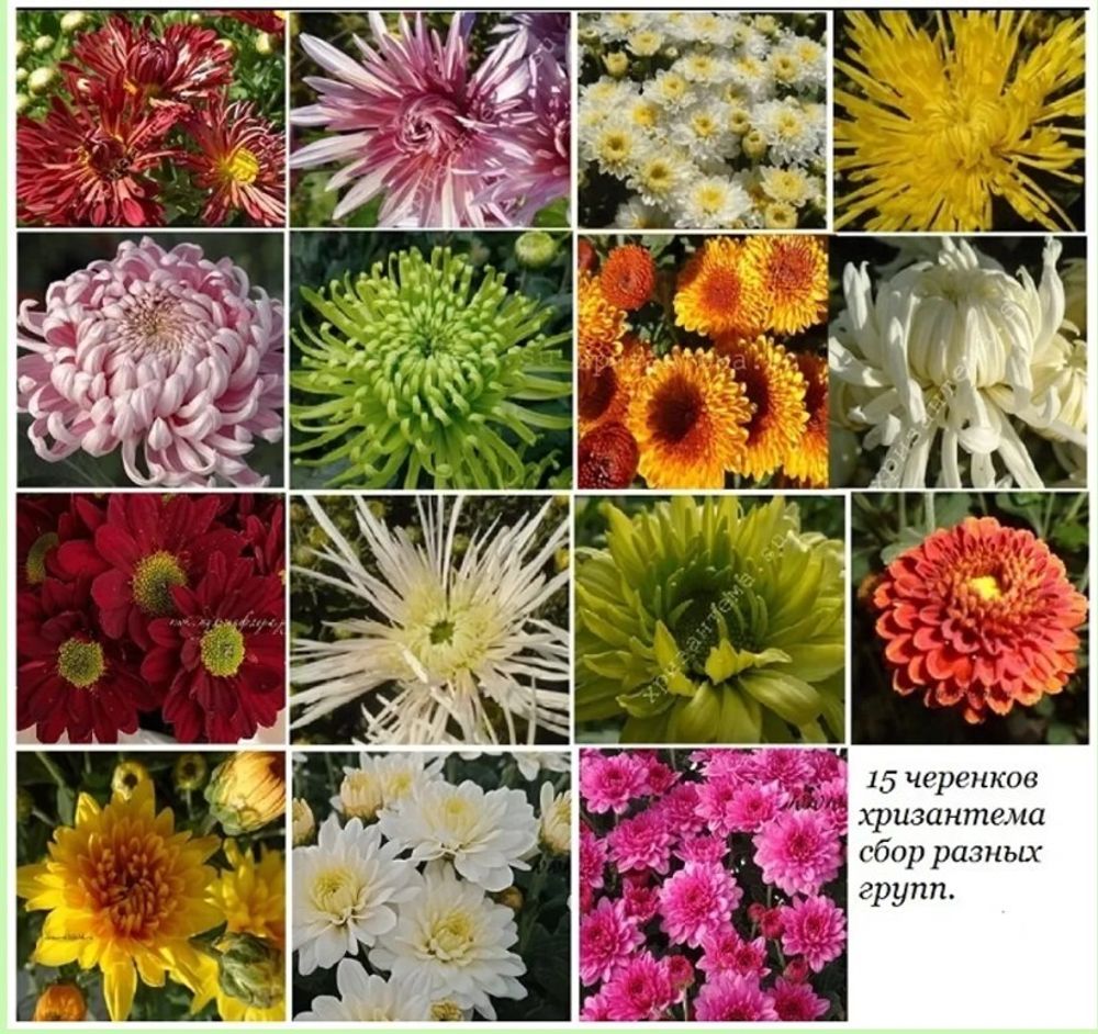 Набор хризантема разных групп. (срез 26 шт)🌿. (отгрузка апрель 24г)
