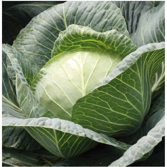 РИНДА F1 семена капусты белокочанной Seminis купить – фото 2