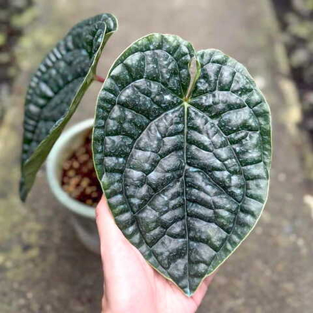 Антуриум LUXURIANS
