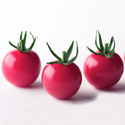 Рианна F1 семена томата индетерминантного (Sakata / Саката)