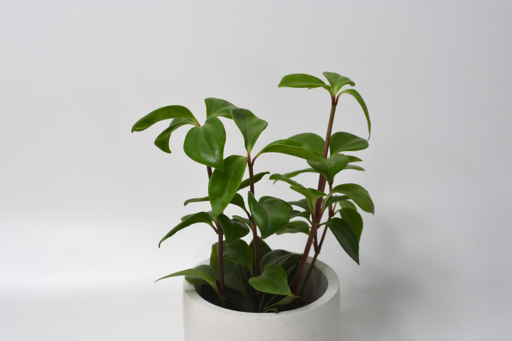 Пеперомия Перескиелистная / Peperomia Pereskiifolia
