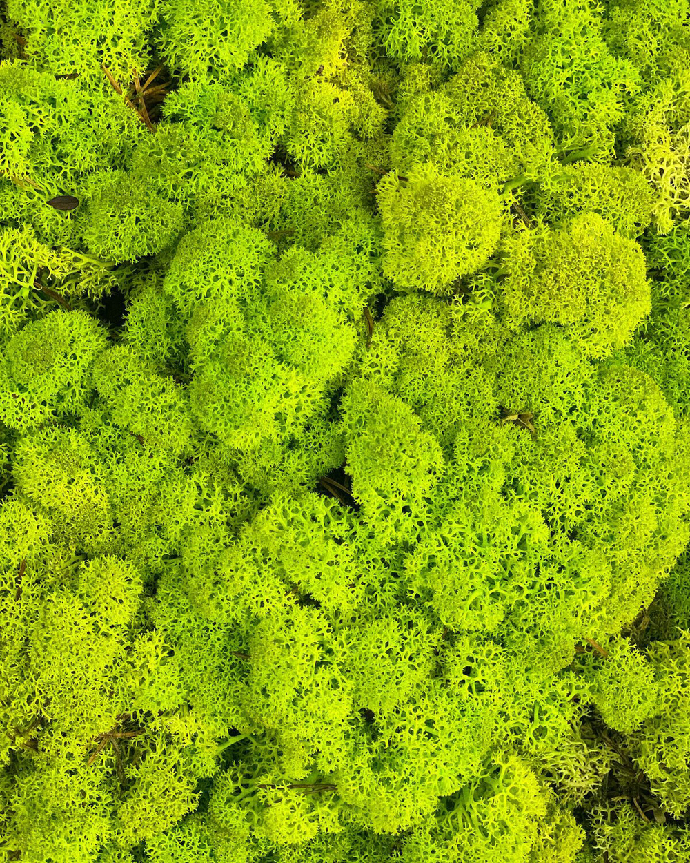 Мох ягель "Decoration" весенний