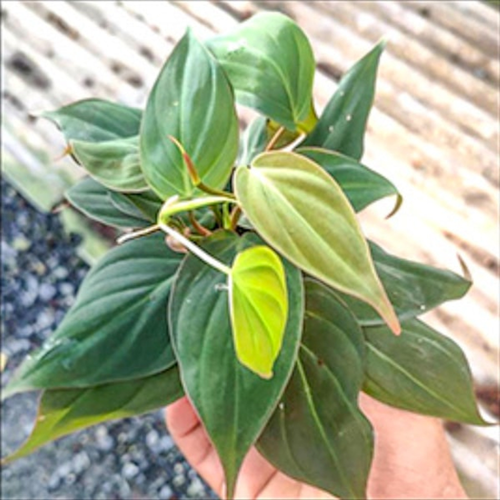 Филодендрон MICANS