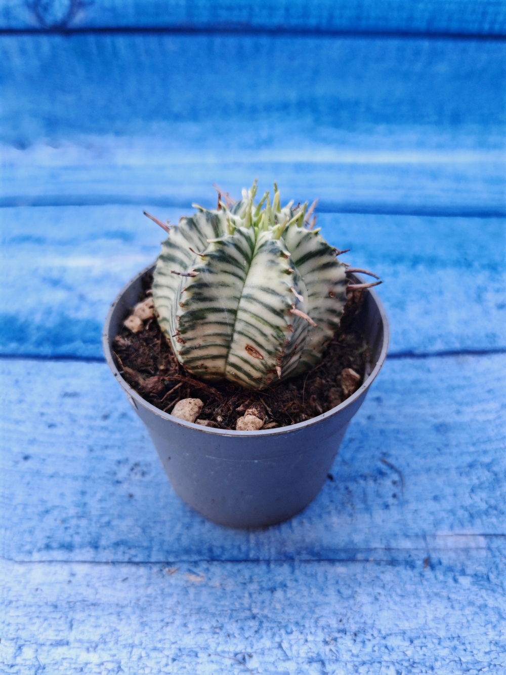 Euphorbia meloformis f. Variegated (Эуфорбия вариегатная)