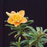 Адениум JAMPIRASA