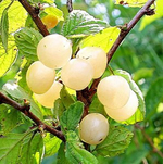 Вишня войлочная Белая