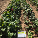 Цеппо F1 семена свеклы (Rijk Zwaan / Райк Цваан)