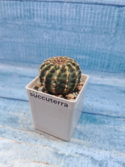 Echinocereus Viridiflorus (Эхиноцереус)