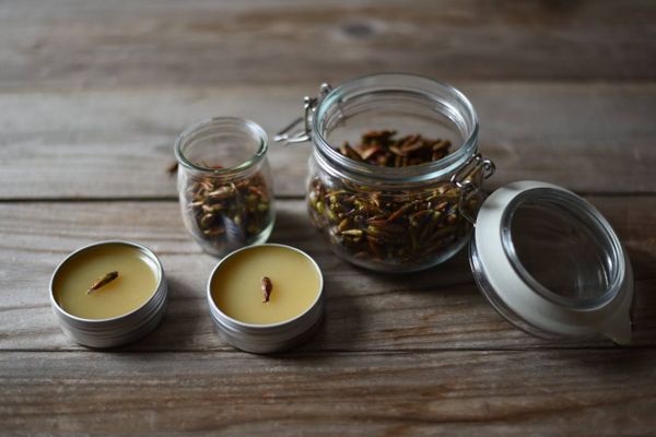 Тополиные почки