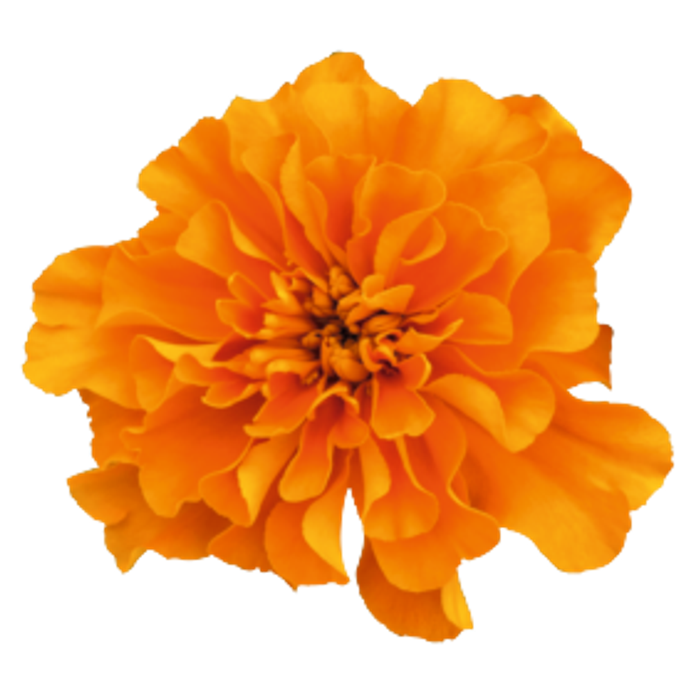 Бархатцы отклоненные Супер Хироу Оранж (100шт) Витагрин Профи