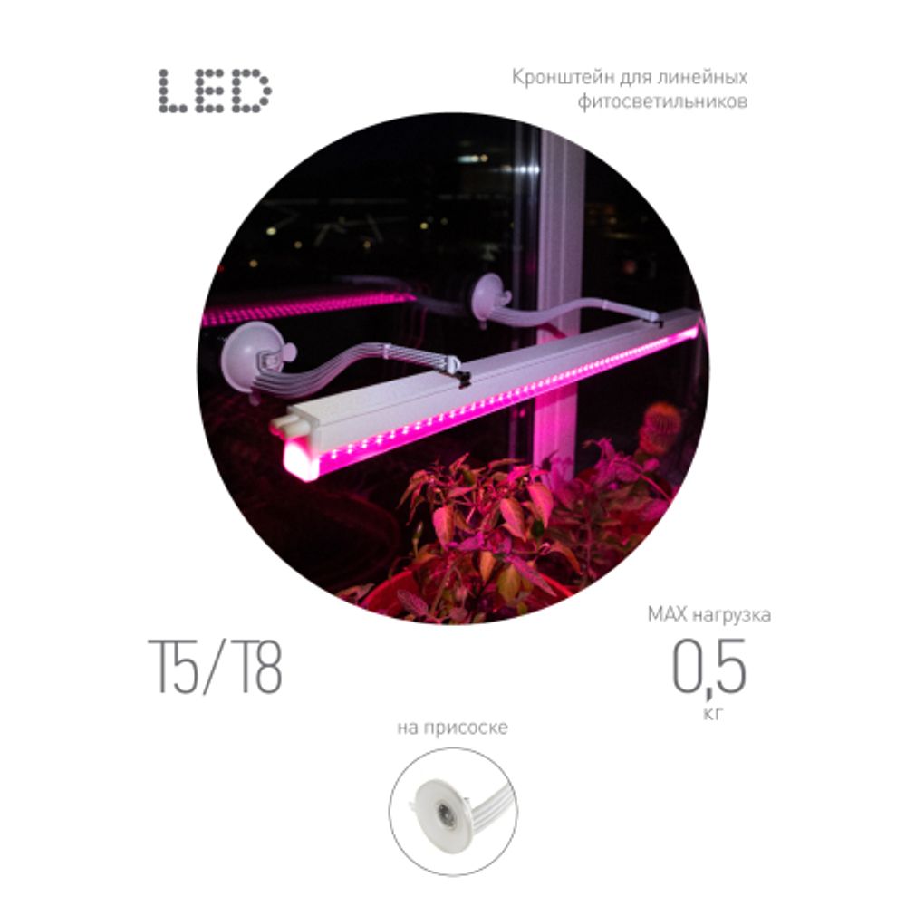 Кронштейн для ламп и светильников ЭРА ЭРА FITO-Hanger 2Х комплект кронштейнов на присоске, в упаковке 2 шт.