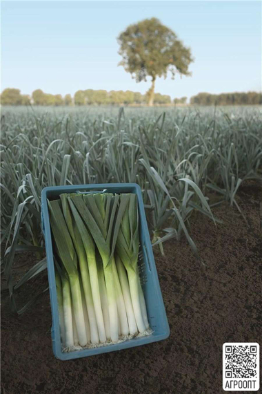 Форрест семена лука порей (Bejo / Бейо) в поле – фото 2