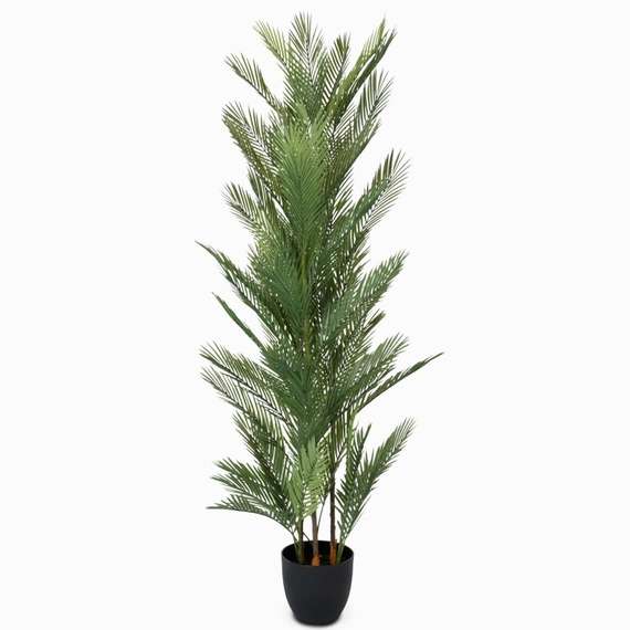 Ховея Пальмовая высота 178 см