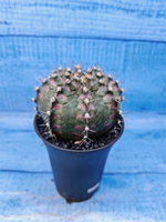 Gymnocalycium T-Rex Pink hybride (Гимнокалициум T-rex)
