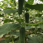 Трилоджи F1 семена огурца партенокарпического (Rijk Zwaan / Райк Цваан)