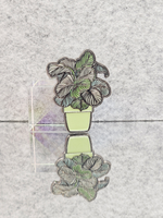 Значок Калатея