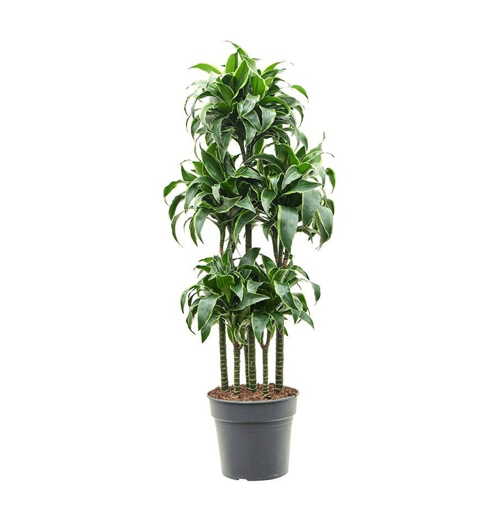 Драцена Дорадо