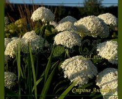 Гортензия древовидная Стронг Аннабель (Hydrangea arborescens `Strong Annabelle`)