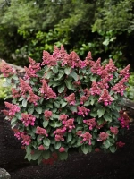 Гортензия метельчатая Инфинити