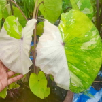 Колоказия RED EYE VAR