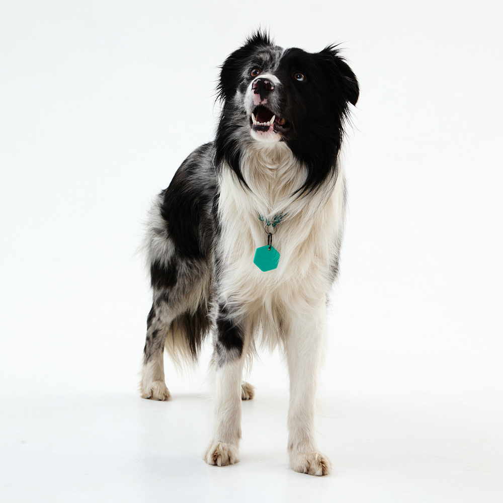 Умный трекер PetKa (GPS BLE)