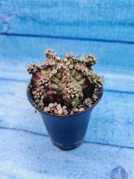 Gymnocalycium T-Rex Pink hybrid (Гимнокалициум)