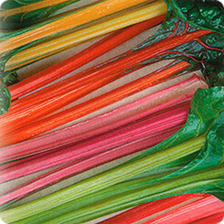 Мангольд Радуга 1г Ц Гавриш