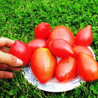 Помидоры Японское Сердечко - Japanese Oxheart