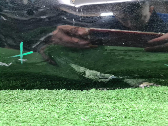 Дверь задняя правая Toyota Land Cruiser 300 (2021-н.в.) (В пленке)