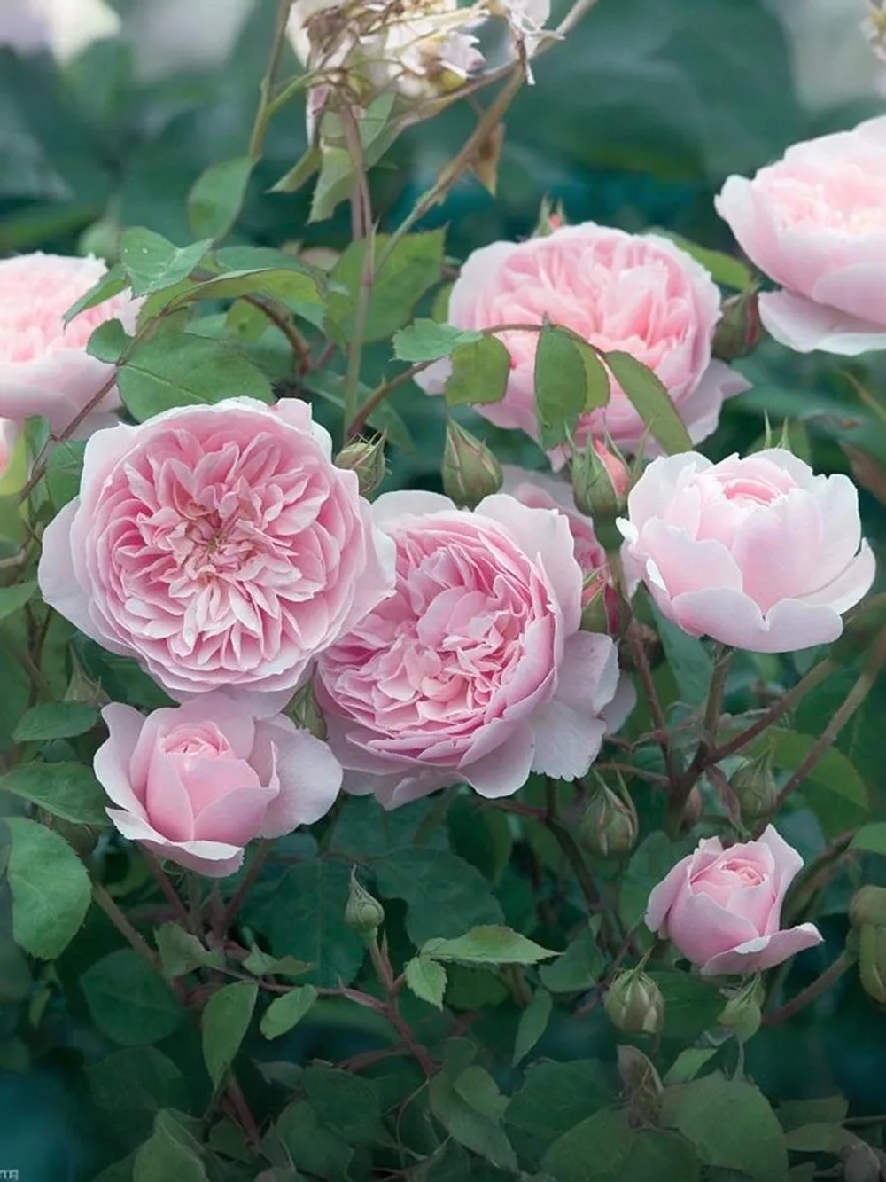 Роза английская Розалинд