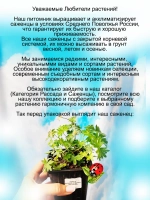 Герань Визион Виолет многолетняя