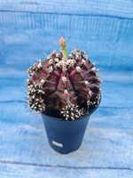 Gymnocalycium T-Rex Pink hybrid (Гимнокалициум T-rex)