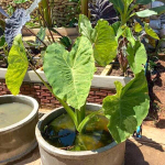 Колоказия PARAISO