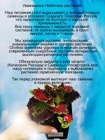 Колеус Ягода Малина вегетативный