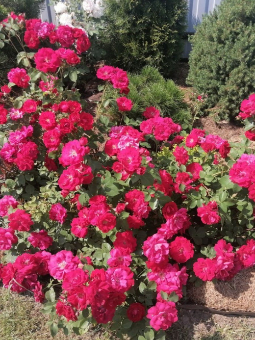 Роза канадская Николас С4 Закупка М43 июнь 2026