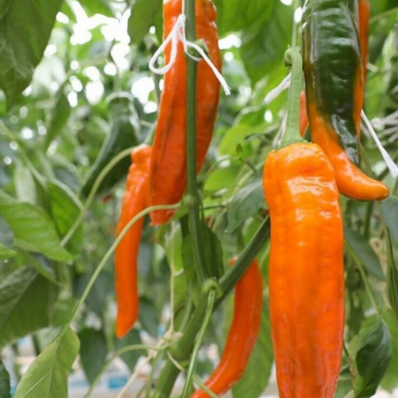 ПАЛЕРМО ОБЕДИУС F1 семена перца сладкого Rijk Zwaan купить – фото 2