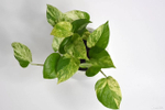 Эпипремнум Марбл Квин / Epipremnum Marble Queen