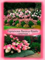 Гортензия Ванила Фрайз метельчатая