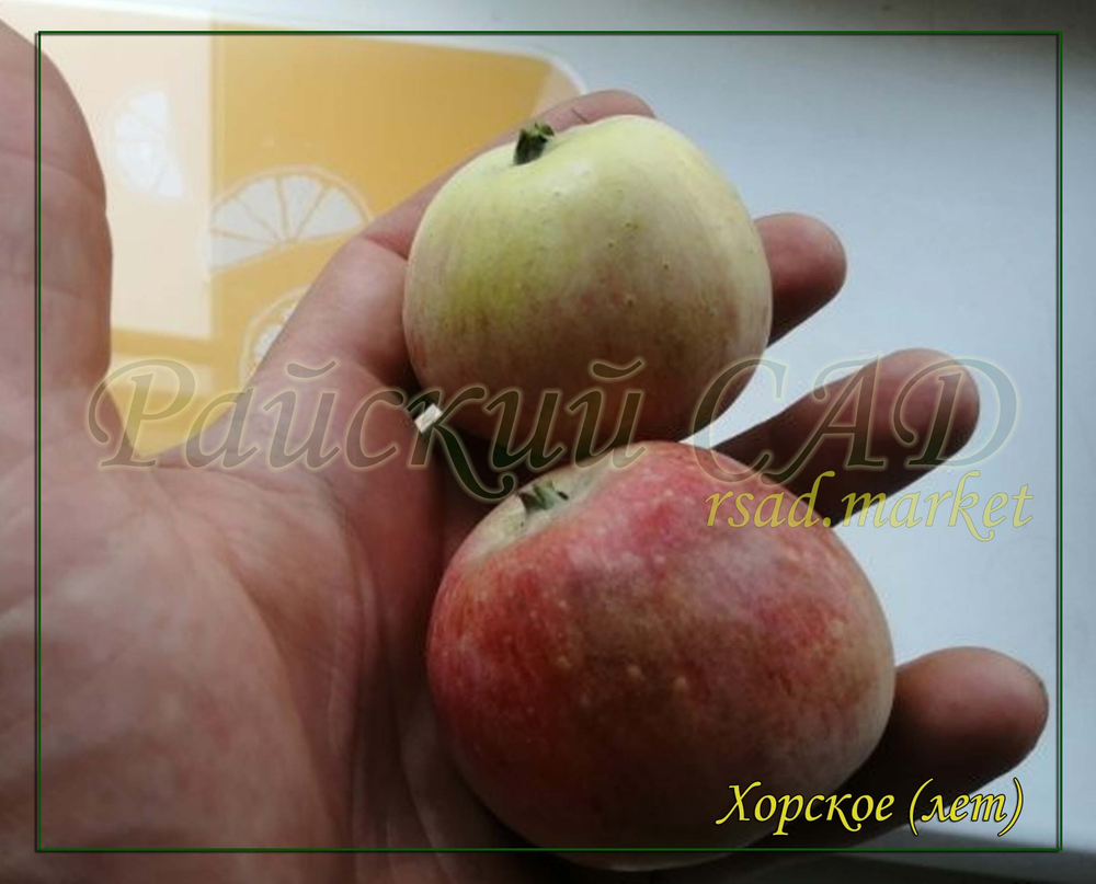 Яблоня Хорское